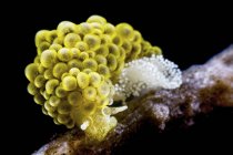 Vue rapprochée de Doto ussi nudibranch veille sur ses œufs — Photo de stock