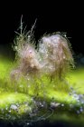 Closeup front view of hairy shrimp — Stock Photo