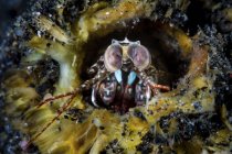 Closeup front view of mantis shrimp in its lair — Stock Photo