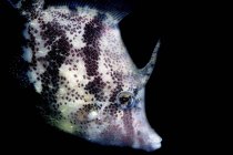 Close-up vista lateral de cerdas-cauda filefish — Fotografia de Stock