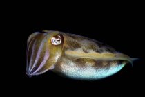 Closeup view of cuttlefish in dark water — Stock Photo