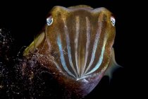 Closeup view of cuttlefish in dark water — Stock Photo