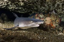 Primo piano vista dello squalo pinna bianca sulla barriera corallina — Foto stock