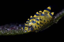 A sap-sucking sea slug feeding on algae — Stock Photo