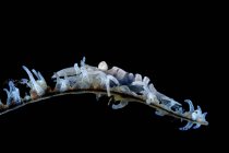 Коричневые креветки на хлысте кораллов — стоковое фото