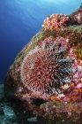 Морська зірка корони на кораловому рифі — стокове фото