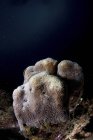 Closeup view of reef corals on black background — Stock Photo