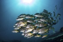 School of yellow snappers swimming in blue water — Stock Photo