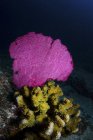 Bunte Hart- und Weichkorallen am Riff — Stockfoto