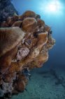 Corais saudáveis no recife em Cabo Pulmo, México — Fotografia de Stock