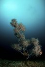 Coralli molli che crescono sulla barriera corallina scura — Foto stock