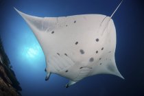 Bottom view of swimming reef manta ray — Stock Photo