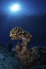 Beleuchtete Steinkorallen am dunklen Riff — Stockfoto