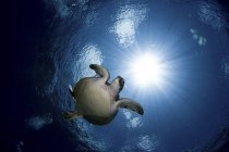 Bottom view of swimming green sea turtle — Stock Photo