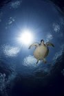 Blick von unten auf eine grüne Meeresschildkröte, die unter der Oberfläche treibt — Stockfoto