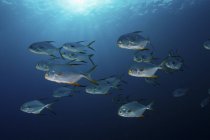 Школа снумнозної помпезної риби в блакитній воді — стокове фото