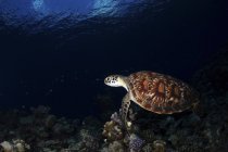 Grüne Meeresschildkröte schwimmt im dunklen Wasser — Stockfoto