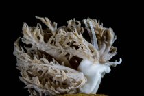 Visão de close-up de Phyllodesmium pinnatum nudibranch — Fotografia de Stock