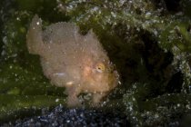 Juvenile longlure frogfish on green reef — Stock Photo
