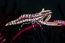 Vue latérale rapprochée des crevettes crinoïdes — Photo de stock