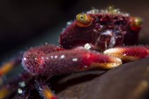 Vue de face rapprochée du crabe corail rouge — Photo de stock