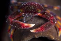 Vista frontale ravvicinata del granchio di corallo rosso — Foto stock