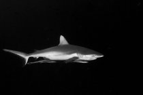 Tubarão de recife cinzento com remoras anexadas — Fotografia de Stock