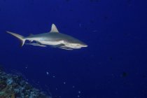 Сіра рифова акула з прикріпленими реморами — стокове фото