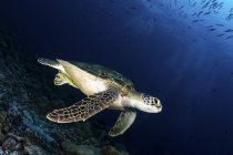 A green sea turtle floating over seabed — Stock Photo