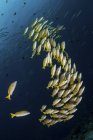A school of blue-striped snappers swimming in blue water — Stock Photo
