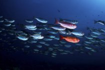 École de poissons obèse à queue lunaire en eau bleue — Photo de stock