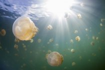 Group of golden jellyfish in Jellyfish Lake, Palau — Stock Photo