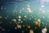 Gruppo di meduse d'oro nel lago delle meduse, Palau — Foto stock