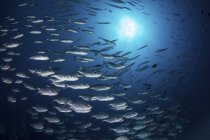 Escuela de peces de cola lunar bigeye trevally en agua azul - foto de stock