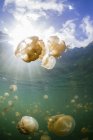 Group of golden jellyfish in Jellyfish Lake, Palau — Stock Photo