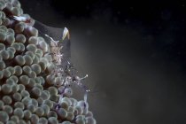Primer plano vista lateral de un camarón marino sobre los huevos - foto de stock