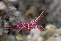 Side closeup view of red hinge-beak shrimp — Stock Photo