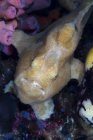 Primer plano vista recortada de rana amarilla Longlure - foto de stock