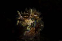 Primo piano vista di Glossodoris cincta nudibranch — Foto stock