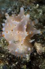 Closeup view of colorful Halgerda batangas nudibranch — Stock Photo
