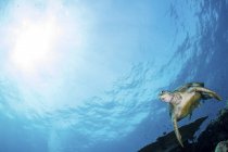 Vista subacquea diurna della tartaruga verde sulla barriera corallina — Foto stock