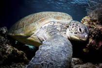Vista de cerca de una tortuga verde en el fondo del mar - foto de stock