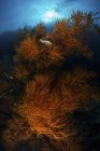 Laranja iluminado corais macios na palheta — Fotografia de Stock