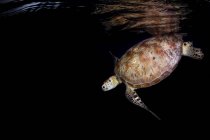 Зеленая черепаха плавает в темной воде — стоковое фото