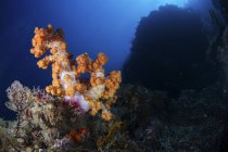 Разноцветные мягкие кораллы на темном рифе — стоковое фото