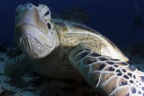Vista close-up de uma tartaruga verde no fundo do mar — Fotografia de Stock