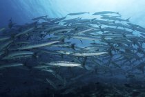 Escola de Chevron barracudas em água azul — Fotografia de Stock