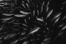 Много рыб с серебряным домкратом — стоковое фото