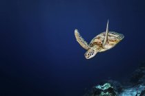 Зеленая черепаха плавает в темной воде — стоковое фото