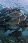 Escola de parrotfish cabeça de abóbora em água azul — Fotografia de Stock